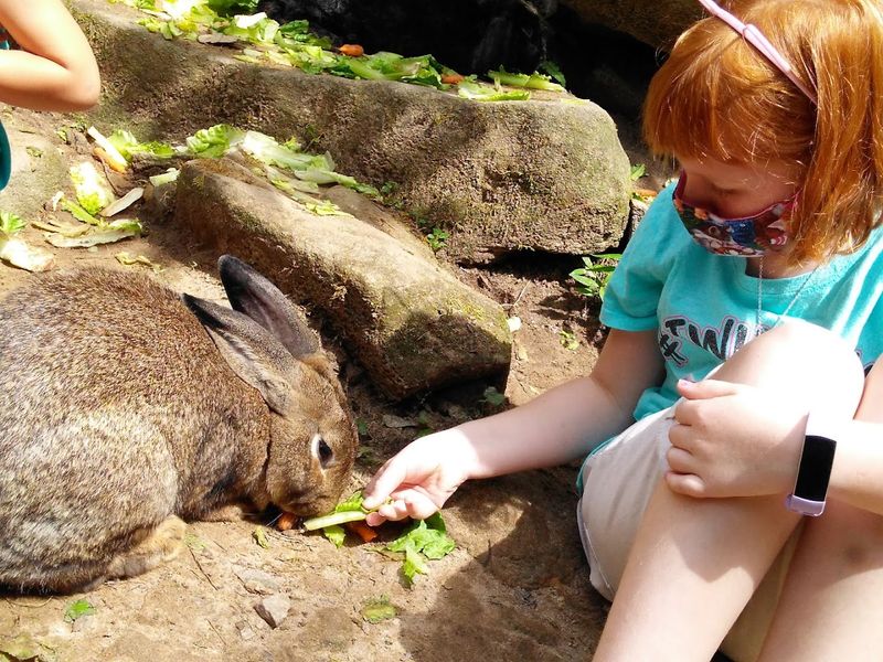 This Incredible Wildlife Sanctuary In Georgia Is Perfect For Families - Decor Hint Special Events Make Every Visit Unique