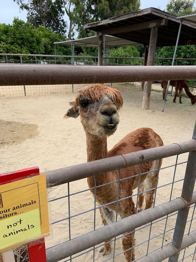 Farm Animals Add More Than Berry Picking To The Visit