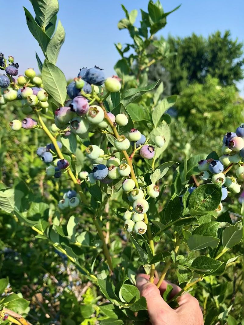 Berries On Ballantyne, Eagle