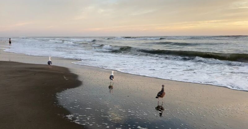The Best San Francisco, California Beach For A Long Walk Through Cold Summer Fog