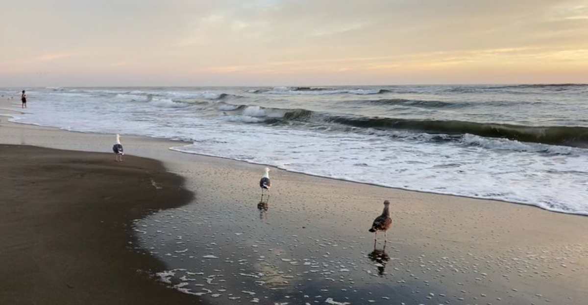 The Best San Francisco California Beach For A Long Walk Through Cold Summer Fog - Decor Hint