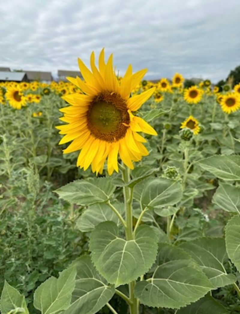 Why Pollinators Make This Place Special