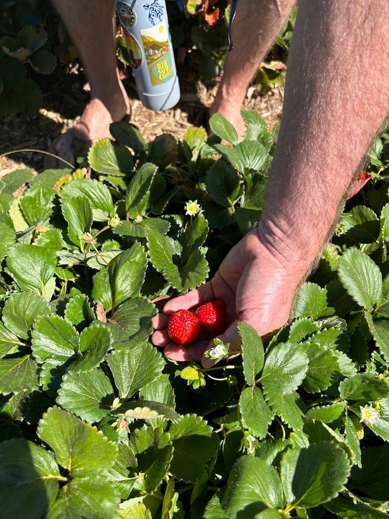 Julian Farm and Orchard, Santa Ysabel