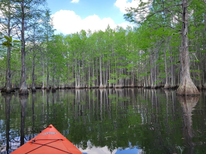 Ten Miles Of Canoe Trails Through Cypress Groves