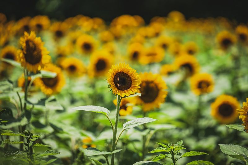 A Farm Mission Rooted In Hope And Joy