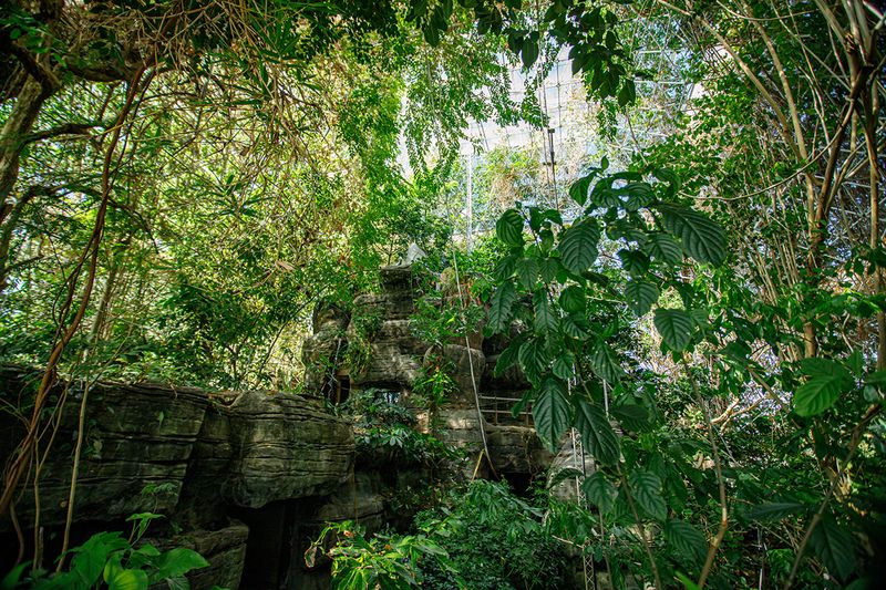 A Rainforest Hiding in the Desert