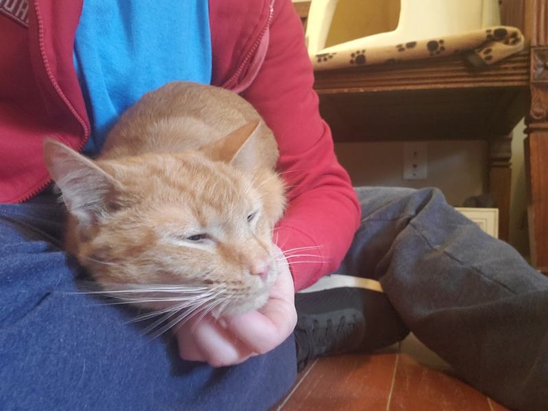 Spending Real Time With The Cats Before You Commit