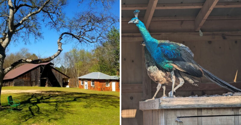 The Charming Georgia Trail Where Unexpected Peacock Encounters Make Every Visit Unforgettable