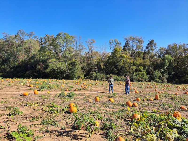 Pick Your Fresh Kentucky Blackberries & Experience Farm Fun All Season Long - Decor Hint Pumpkin Picking And The Fall Patch