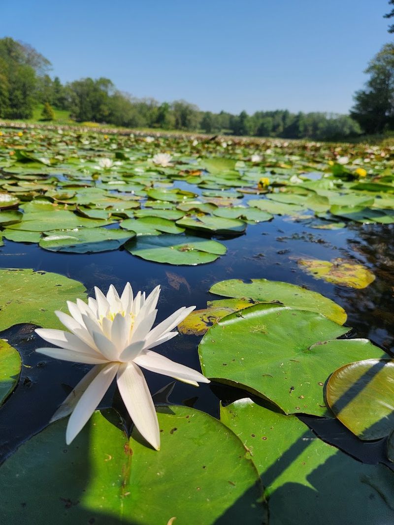 One Of New York's Most Stunning Botanical Gardens, And Barely Anyone Knows It's There - Decor Hint The Lake That Does All the Heavy Lifting