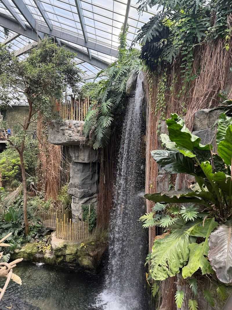 Lied Jungle: Pure Rainforest Magic