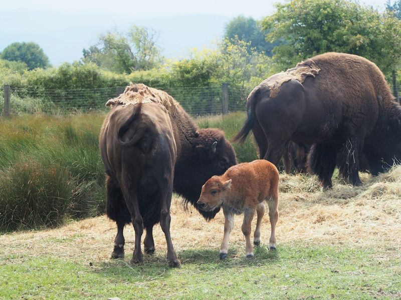 Bison, Elk, And Big Personalities