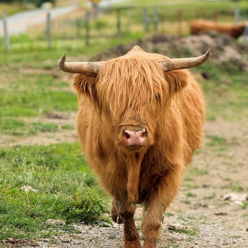The Fluffiest Cows In Kentucky Live On This Farm And You Can Meet Them Up Close - Decor Hint Why Highland Cows Are Having A Moment Right Now