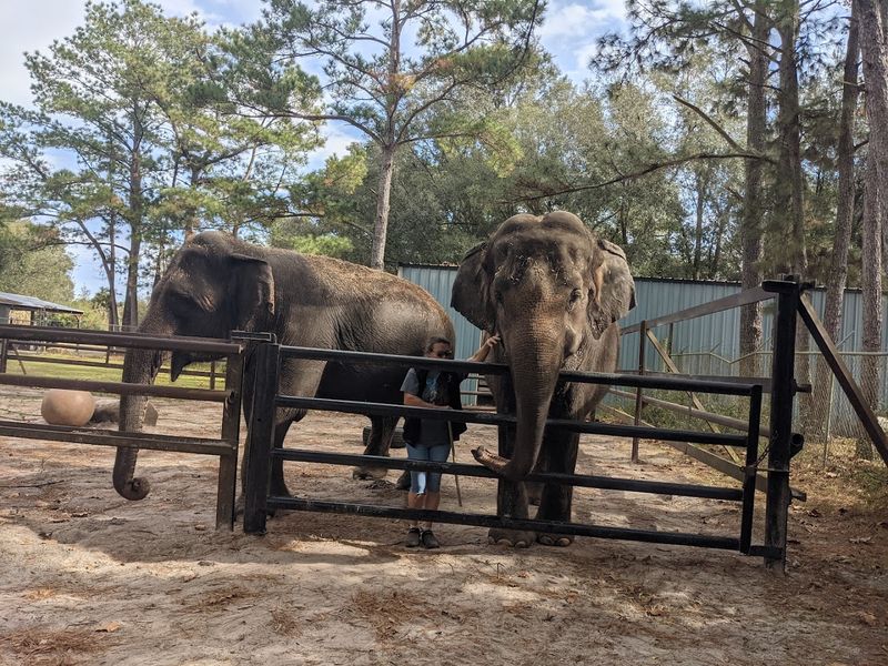 Getting Up Close With The Elephants