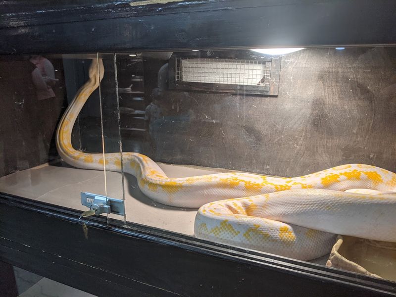 Reptiles That Will Surprise You
