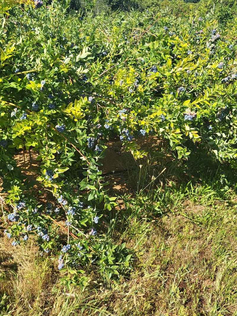 Around 11,000 Blueberry Plants Fill The Property