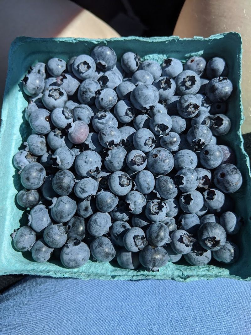 Fresh-Picked Berries Make The Ride Home Sweeter