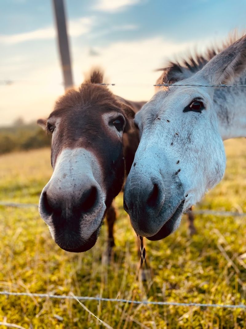 The Fluffiest Cows In Kentucky Live On This Farm And You Can Meet Them Up Close - Decor Hint A Visit That Works For The Whole Family