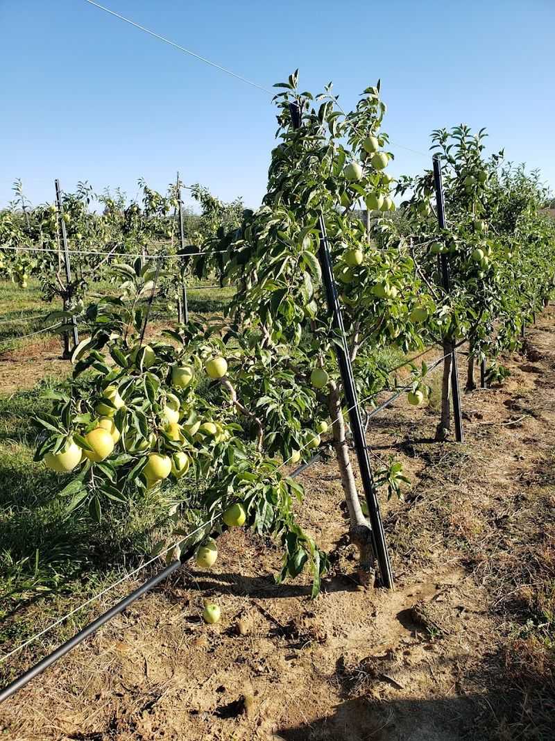 Pick-Your-Own Fruit That Tastes Like Something