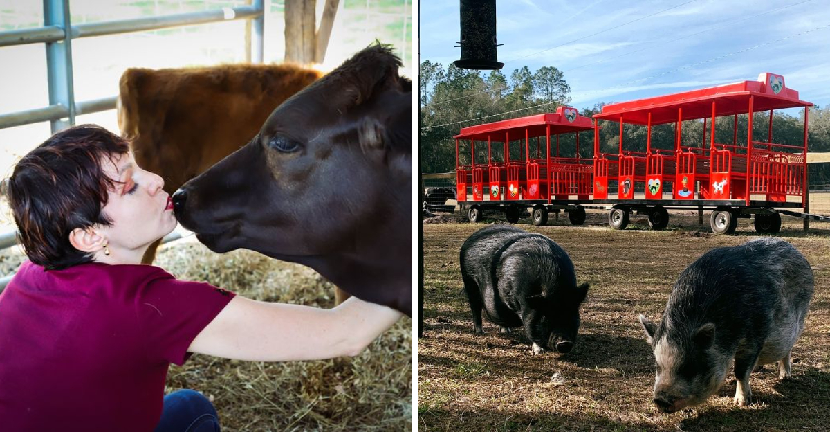 The Florida Sanctuary Where Highland Cow Snuggles Are The Big Draw - Decor Hint