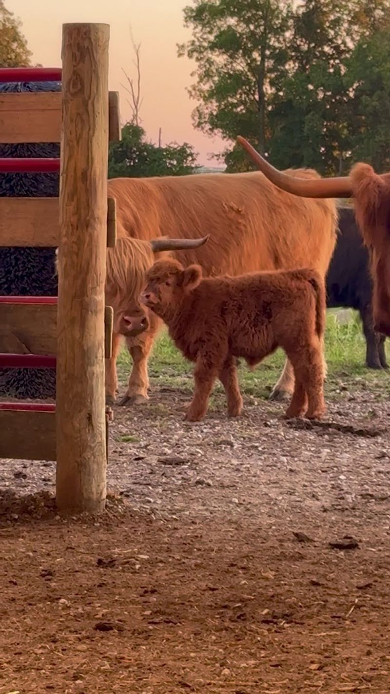 The Fluffiest Cows In Kentucky Live On This Farm And You Can Meet Them Up Close - Decor Hint Where It All Begins