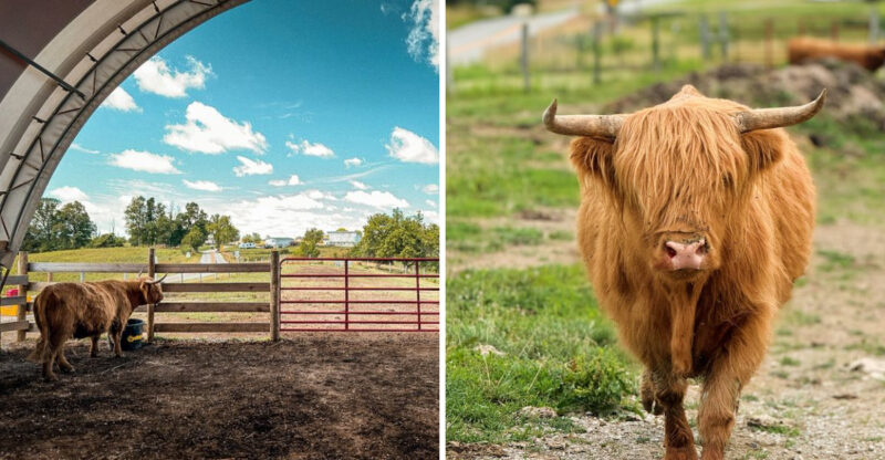 The Fluffiest Cows In Kentucky Live On This Farm And You Can Meet Them Up Close