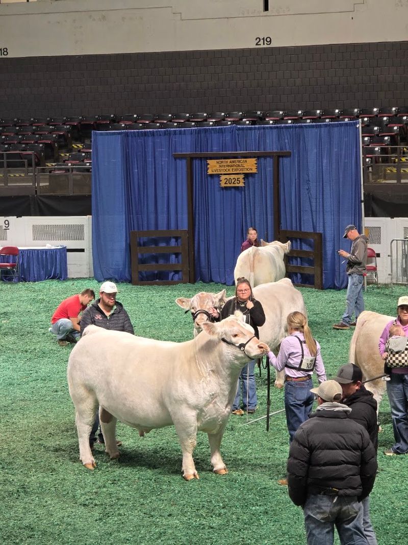 Livestock Shows That Are Surprisingly Gripping