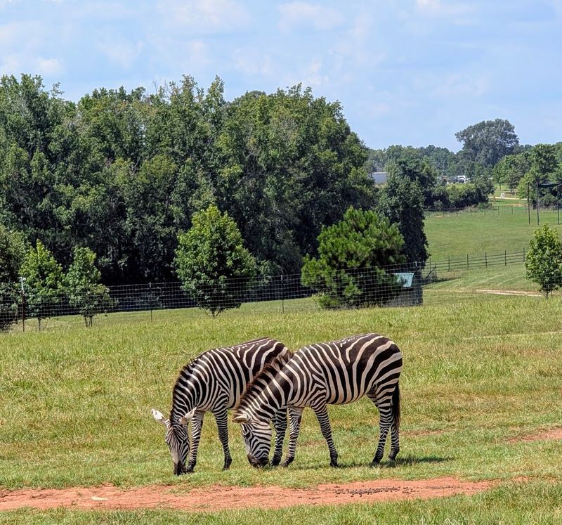 Conservation And Education At The Heart Of Everything