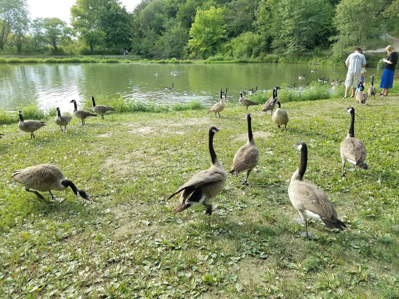 Feeding Fish And Finding Joy