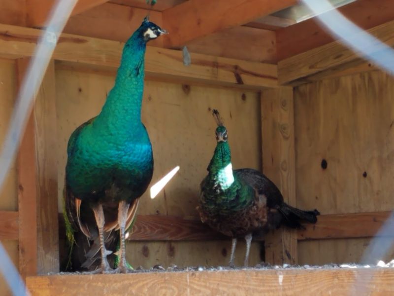 The Charming Georgia Trail Where Unexpected Peacock Encounters Make Every Visit Unforgettable - Decor Hint The Walking Trail Through The Property Grounds