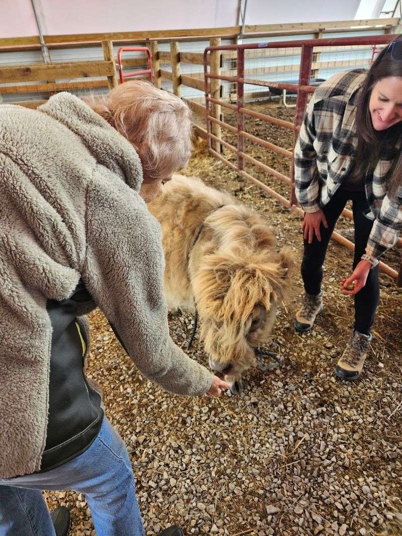 The Fluffiest Cows In Kentucky Live On This Farm And You Can Meet Them Up Close - Decor Hint What A Snuggle Session Looks Like