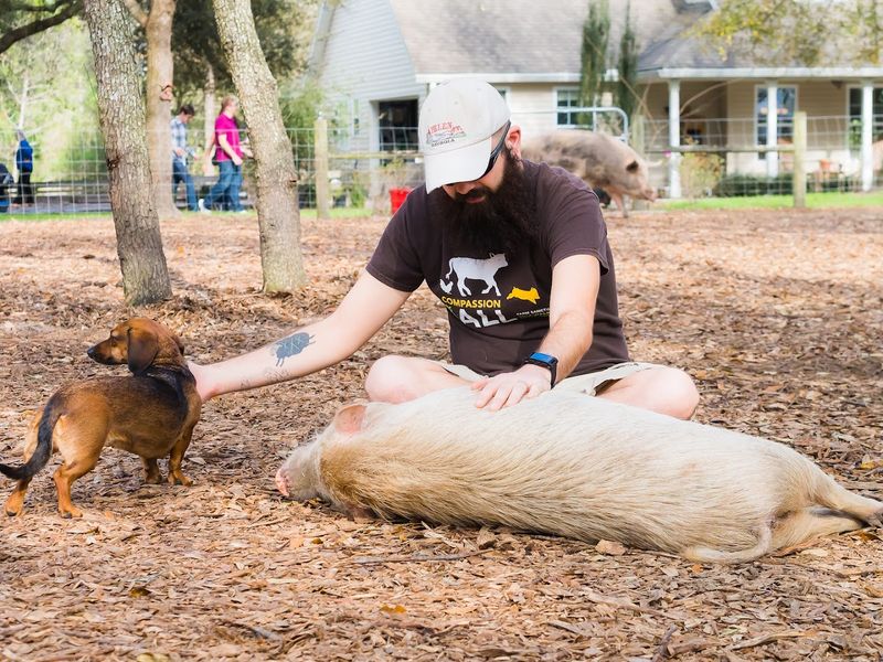 Pigs With Personality That Could Fill A Reality Show