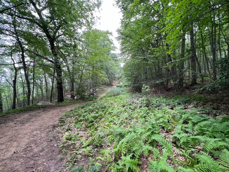 Quiet Forest Sections Make The Approach Feel Longer