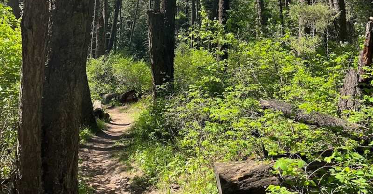 The Idaho 22Narnia Trail22 That Turns A Simple Family Hike Into A Magical Forest Escape - Decor Hint