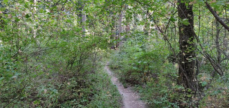 Start With The Short Forest Trails Kids Can Handle