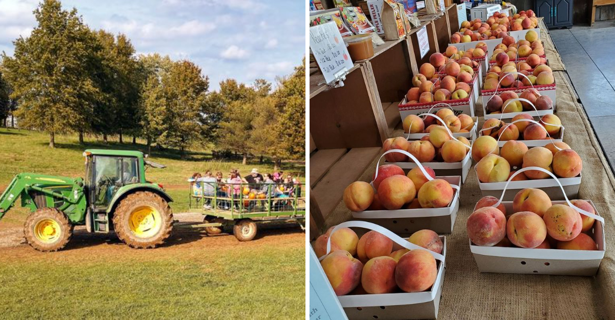 The Kentucky Peach Orchard So Good That Locals Have Been Keeping It Secret For Years - Decor Hint