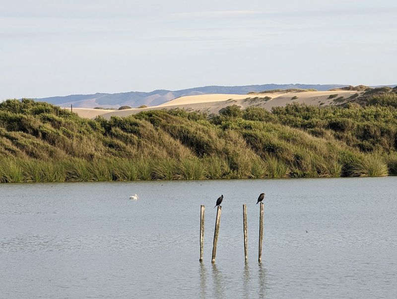 Birds Gather Just Feet From The Walkway