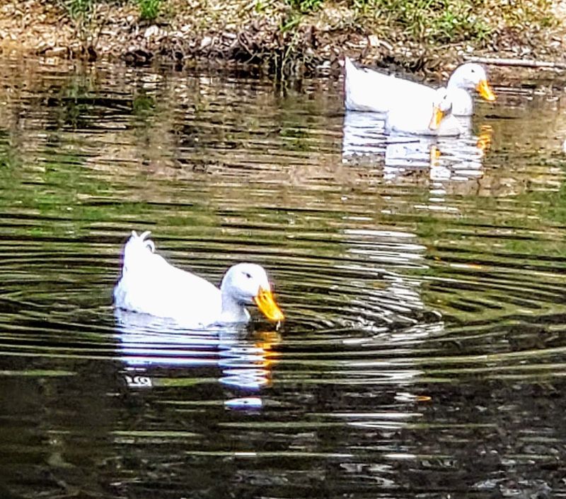 Wildlife You Get To See