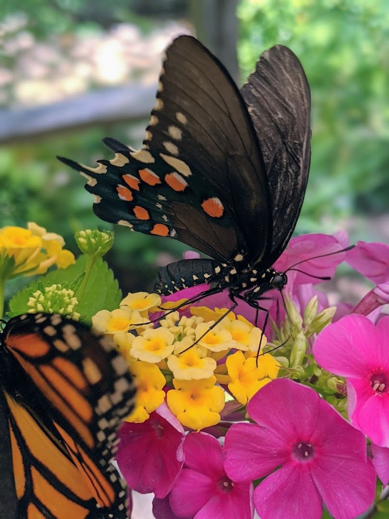 Pollinator Gardens And Beehives That Actually Teach You Something