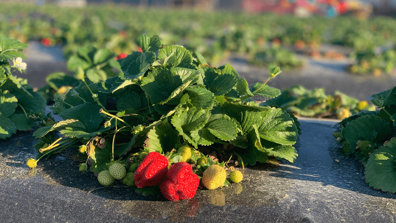 12 Hidden Farm Markets In Georgia With Homemade Pies, Jams, And Fresh Produce - Decor Hint Southern Grace Farms, Enigma