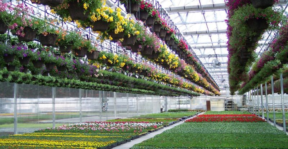 The Massive Idaho Greenhouse Where The Plant Selection Feels Endless And The Prices Stay Surprisingly Low - Decor Hint