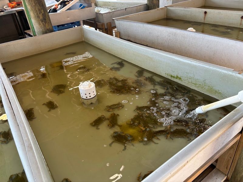 Soft Shell Crabs Raised Right On The Docks