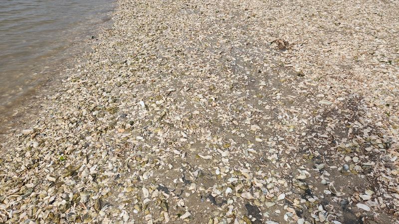 Head To This Underrated Georgia Beach For An Incredible Fossil Hunting Adventure - Decor Hint Hunting Prehistoric Shark Teeth Like A Real Fossil Explorer