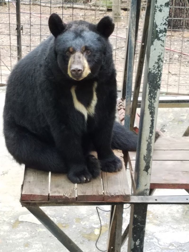 This Incredible Wildlife Sanctuary In Georgia Is Perfect For Families - Decor Hint The Bear Enclosure Will Leave You Speechless