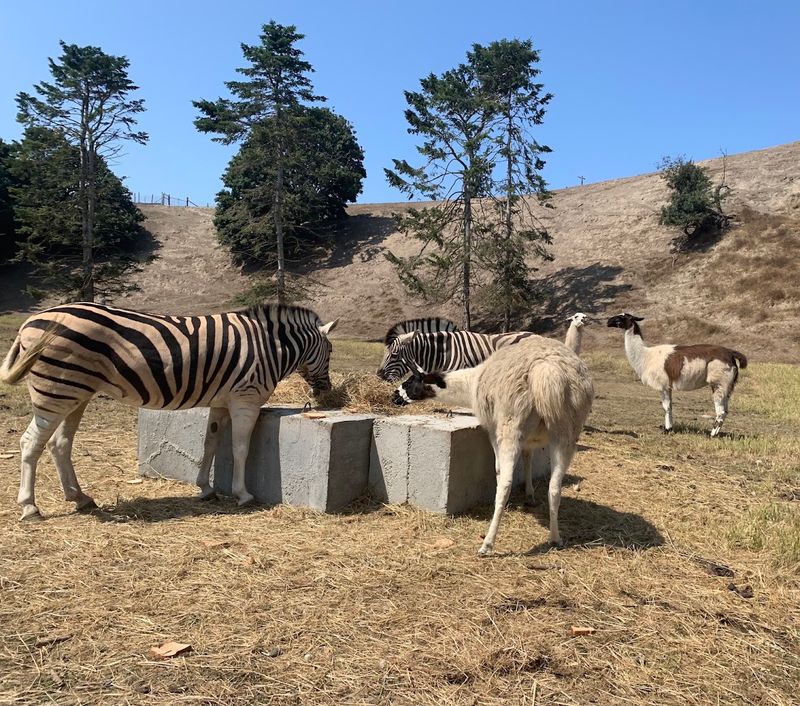 Zebras, Yaks, And Wild Surprises