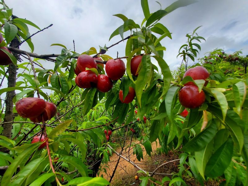 This Georgia Orchard Lets You Pick Juicy Asian Pears Straight From The Trees - Decor Hint Plan Your Visit Before The Season Slips By