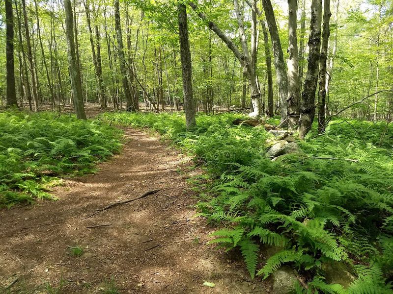 One Of Connecticut's Most Extraordinary State Parks Still Remains A Hidden Gem - Decor Hint The Trails Stay Quieter Than You Expect