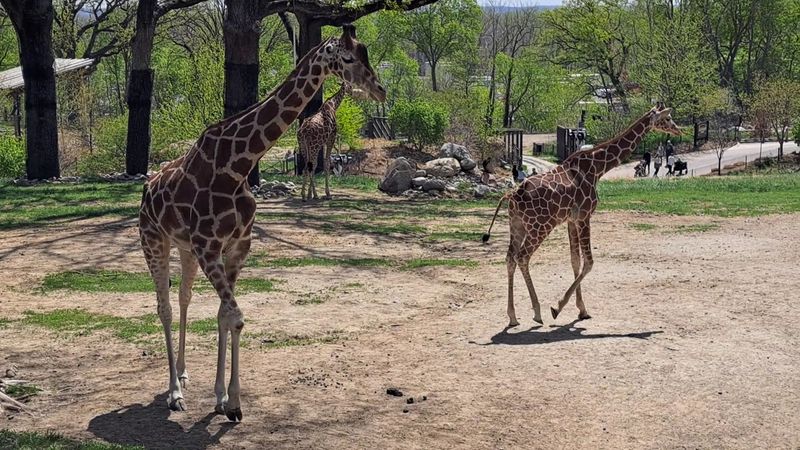 Wildlife Can Appear Beyond The Cars
