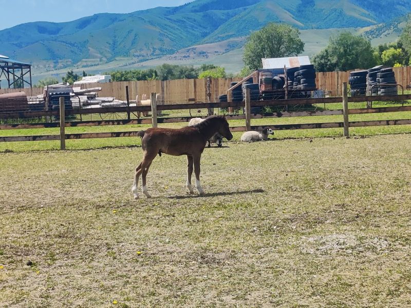 This Little-Known Historic Idaho Town Feels Like One Of The Country's Most Peaceful Escapes - Decor Hint Covered Wagons And Farm Equipment Add Detail To The Local Story