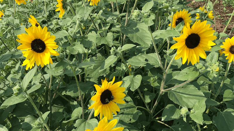 U-Pick Events That Turn Visitors Into Farmers For A Day